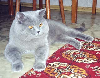 Британский кот W.Ch. Дэрик Арклоу