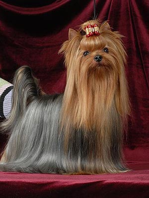 ����������� ������