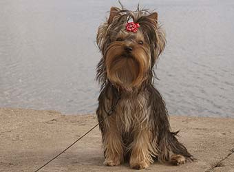 ����������� ������