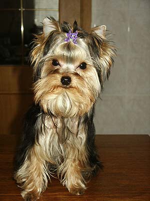 ����������� ������