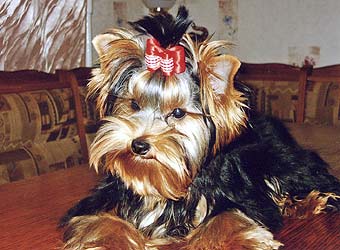 ����������� ������