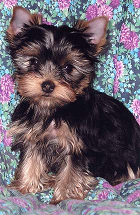 ����������� ������