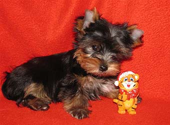 ����������� ������