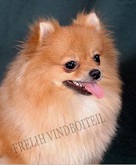 ����������� ����.