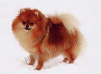 ����������� ����.