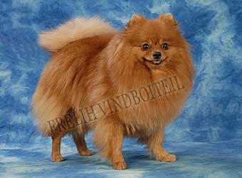 ����������� ����.