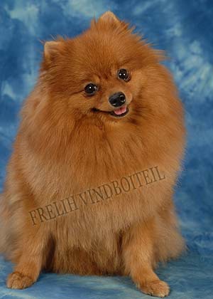 ����������� ����.