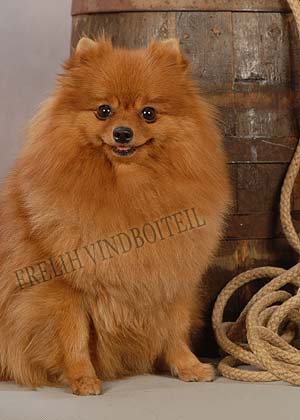 ����������� ����.