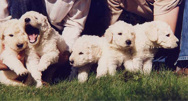 ����� ���������.