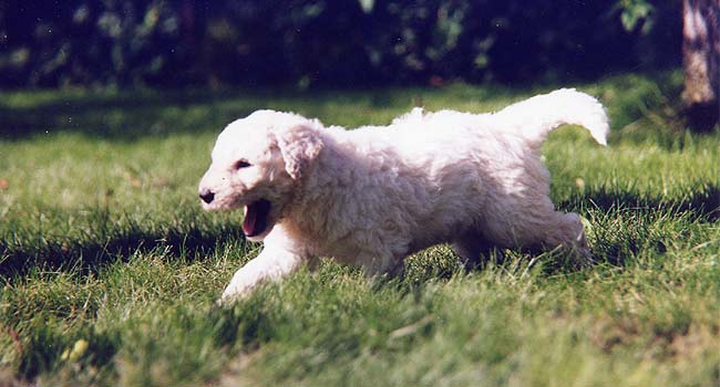 ������� ������� ���� ������ �������.