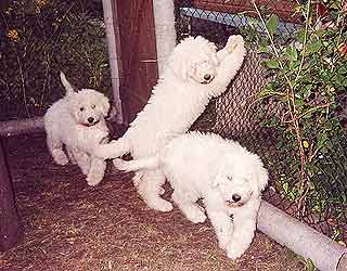 ����� ���������.