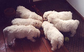 ����� ���������.