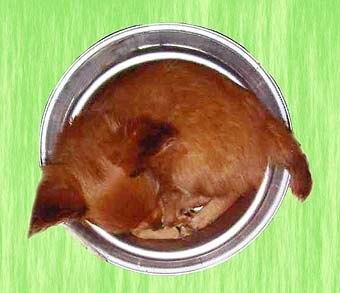 ������� ���.