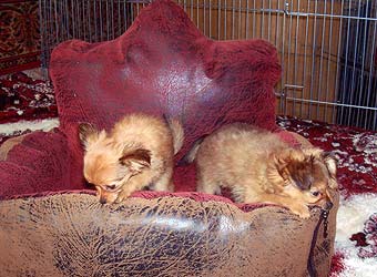 ������� ���.