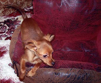 ������� ���.