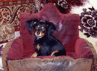 ������� ���.