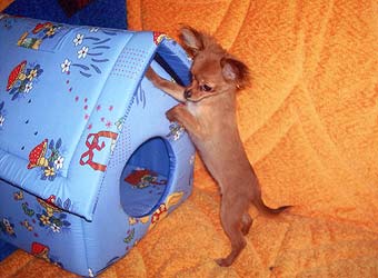 ������� ��� �����.