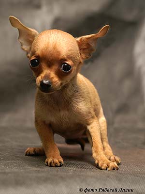 ������� ��� �����.