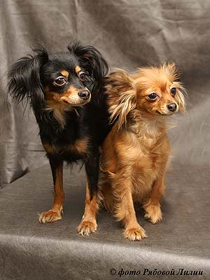 ������� ��� �����.