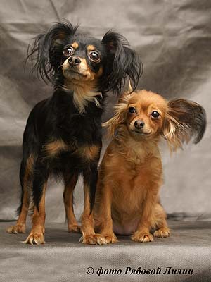 ������� ��� �����.