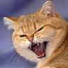   Felina