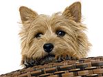   norwich_terrier