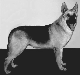   yana007
