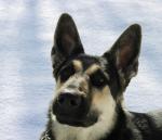 ������ ��� ������� ����