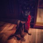 ������ ��� ������