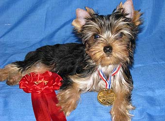 ����������� ������