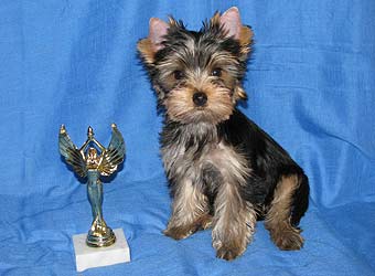 ����������� ������