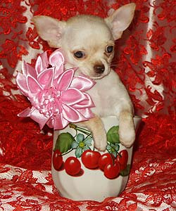 ��������.