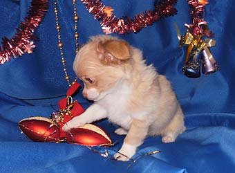 ��������.