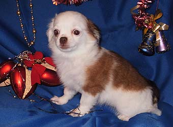 ��������.