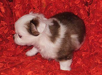 ��������.