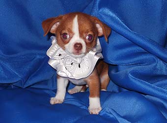 ��������.