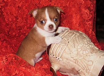 ��������.