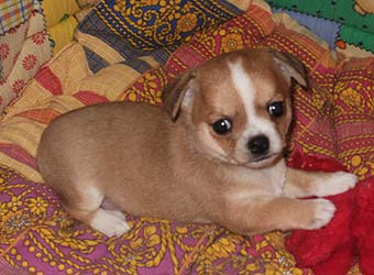 ��������.