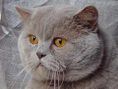 ����������� ������� ��������� ������� �����