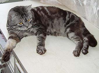 ���������� ���.